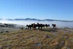 FIORDLAND HORSE TREKS & QUAD BIKING - Te Anau